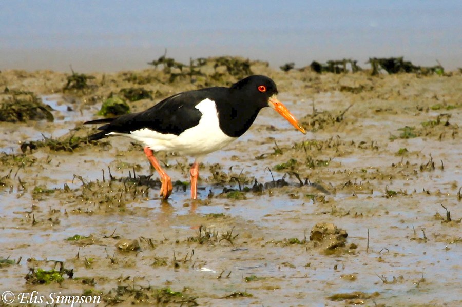 Eurasian Oystercatcher - Haematopus ostralegus (Elis Simpson)