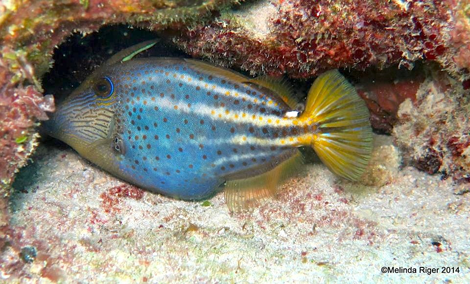 Filefish, Orange Spotted ©Melinda Riger @ GB Scuba
