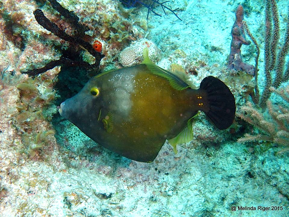 Filefish White-spotted ©Melinda Riger @G B Scuba