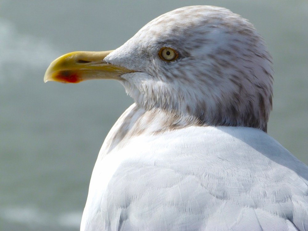 Herring Gull 1 (Keith Salvesen)
