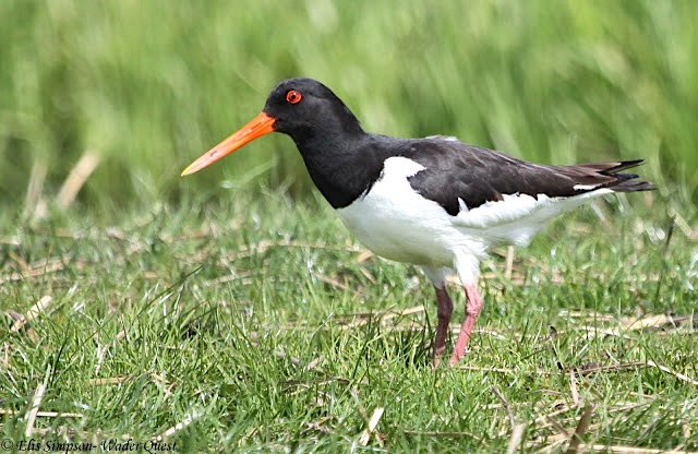 Eurasian Oystercatcher (Elis Simpson)