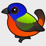 painted-bunting copy
