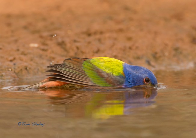 Painted Bunting dip reflection LR.Laguna Seca.South TX. 4.16.13.Tom Sheley