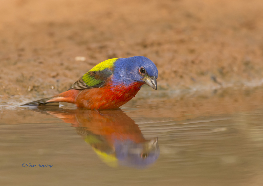 Painted Bunting reflection, Laguna Seca.South TX Tom Sheley