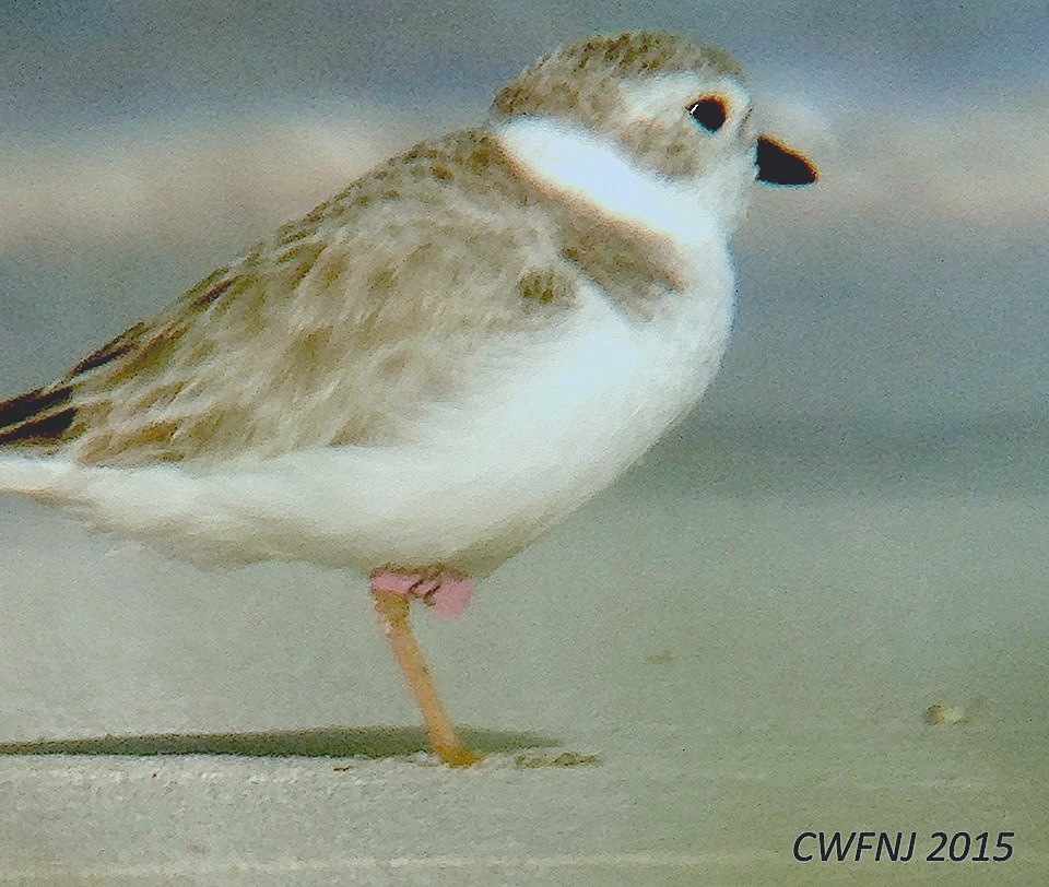 PIPL PINK22 Dec 3 2015 Long Beach Abaco 1 (Stephanie Egger) copy