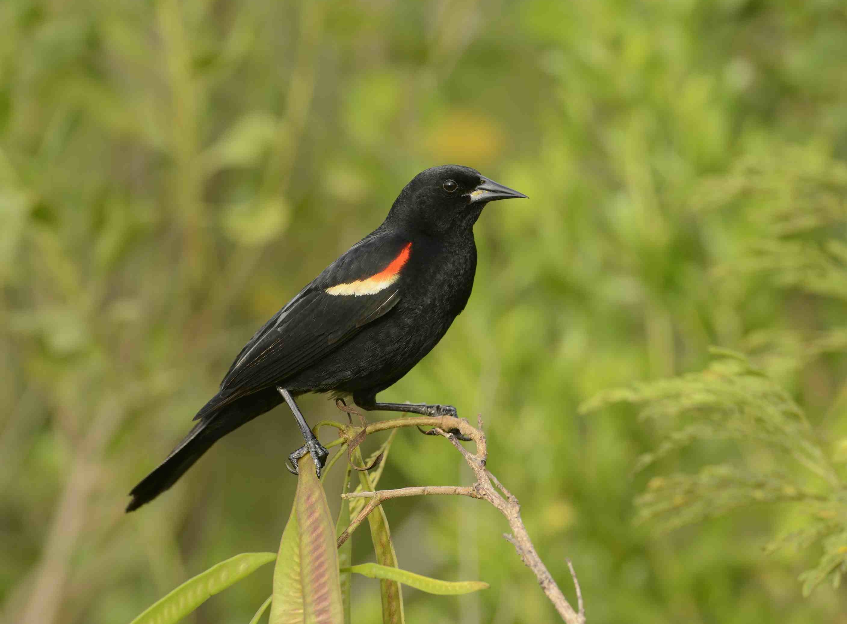 Red-winged Blackbird.Abaco Bahamas.6.13.Tom Sheley