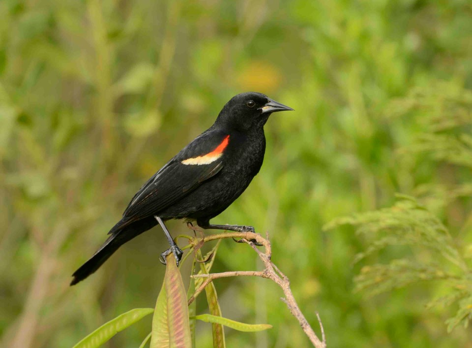 Red-winged Blackbird.Abaco Bahamas.6.13.Tom Sheley