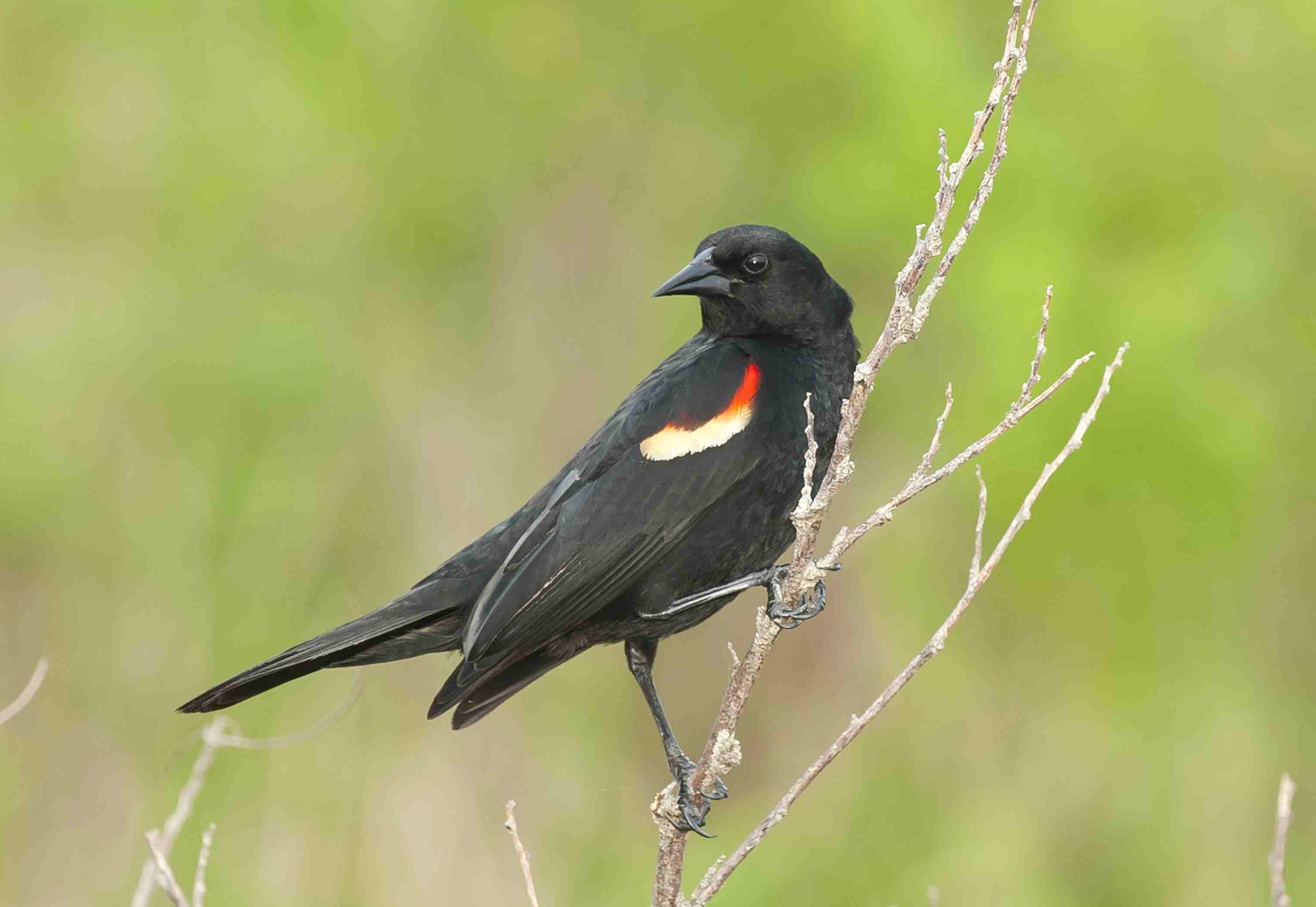Red-winged Blackbird male 2 .Abaco Bahamas.6.13.Tom Sheley