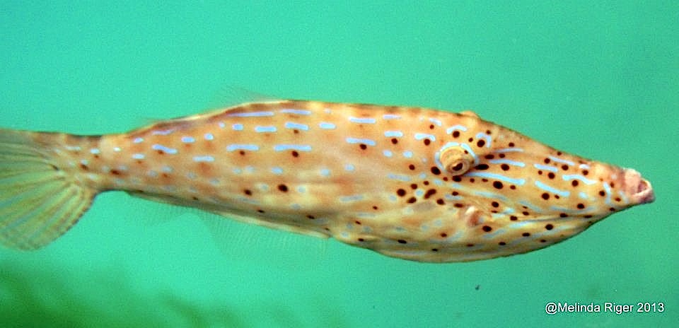 Scrawled File Fish