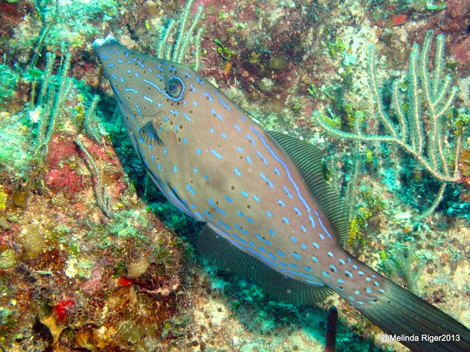 Scrawled Filefish ©Melinda Riger @ G B Scuba