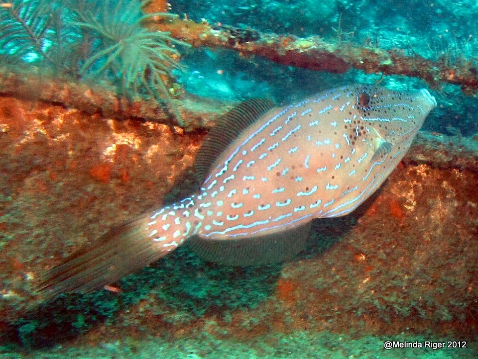 Scrawled Filefish ©Melinda Riger @ GBS