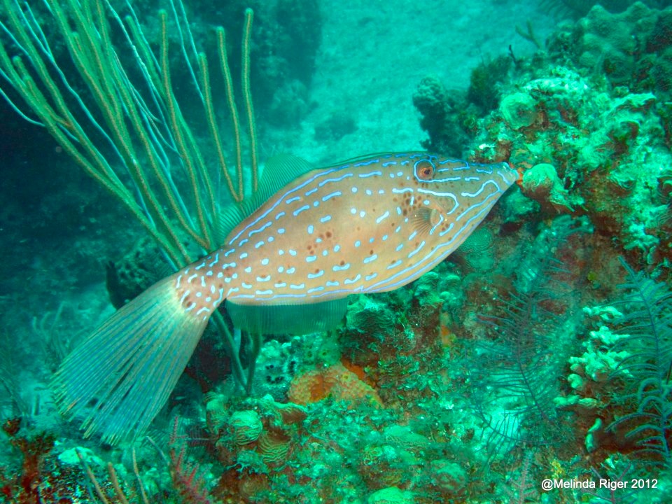 Scrawled Filefish