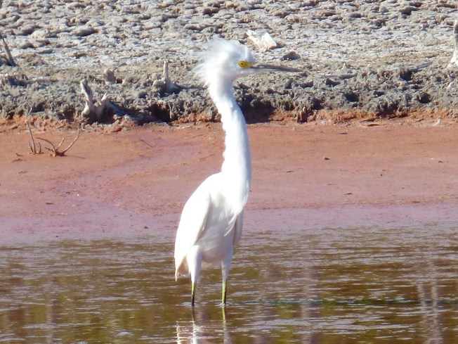 Snowy Egret, Gilpin Pond Abaco 1 (Keith Salvesen)