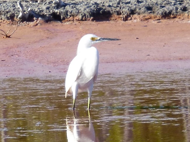 Snowy Egret, Gilpin Pond Abaco 4 (Keith Salvesen)