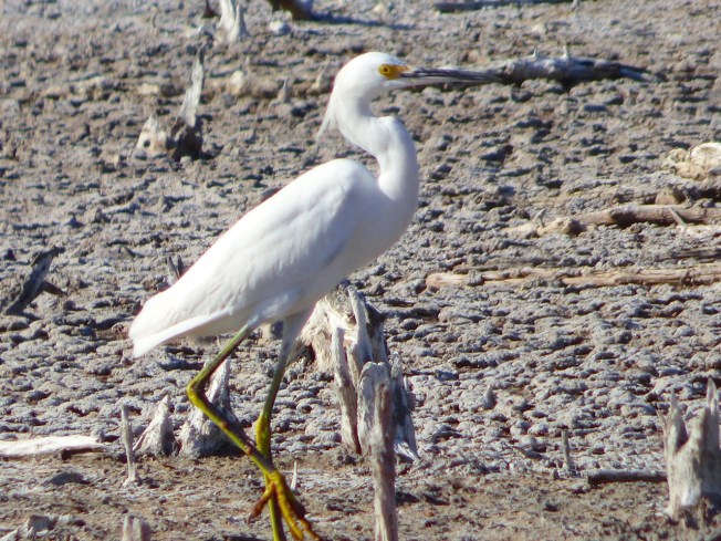 Snowy Egret, Gilpin Pond Abaco 6 (Keith Salvesen)