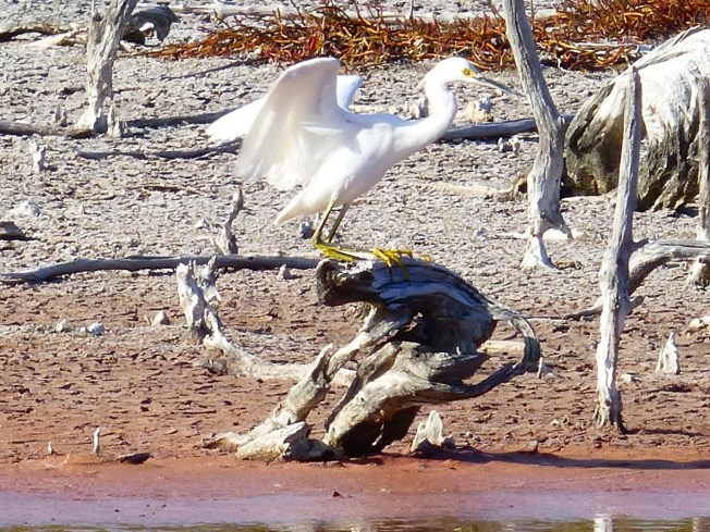 Snowy Egret, Gilpin Pond Abaco 8 (Keith Salvesen)