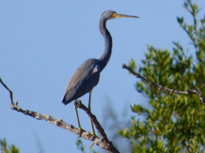 Tri-colored Heron, Gilpin Pond Abaco 4 (Keith Salvesen)