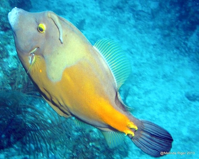 White Spotted File fish