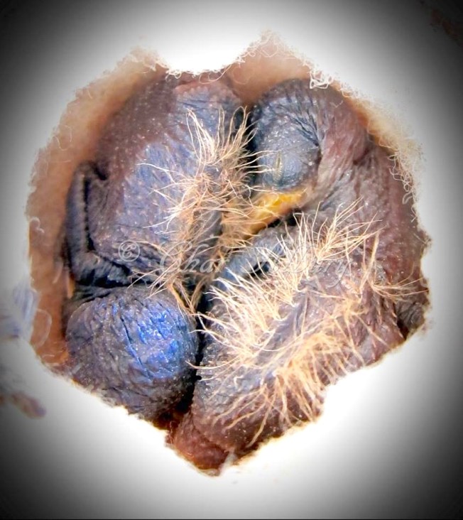 1170953_10207164189916859_1353675663828625458_n