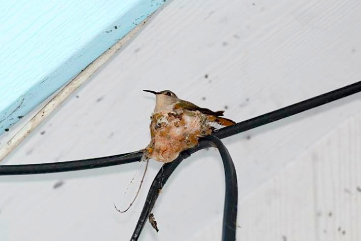 Bahama Woodstar nest with eggs, Abaco (Charmaine Albury)