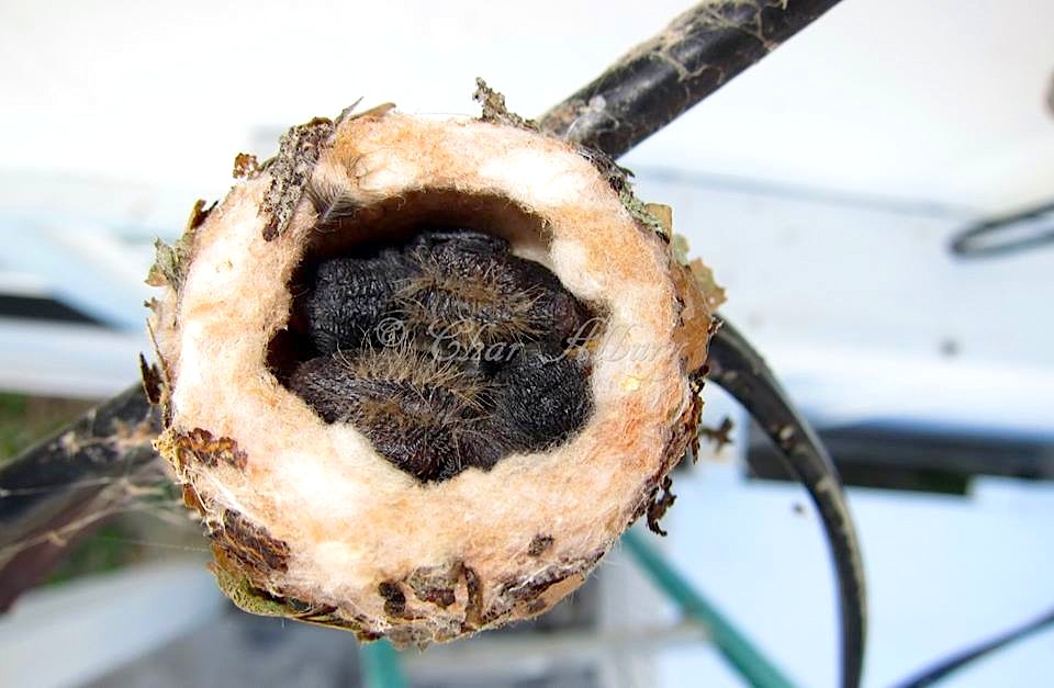 Bahama Woodstar nest with hatchlings, Abaco (Charmaine Albury)