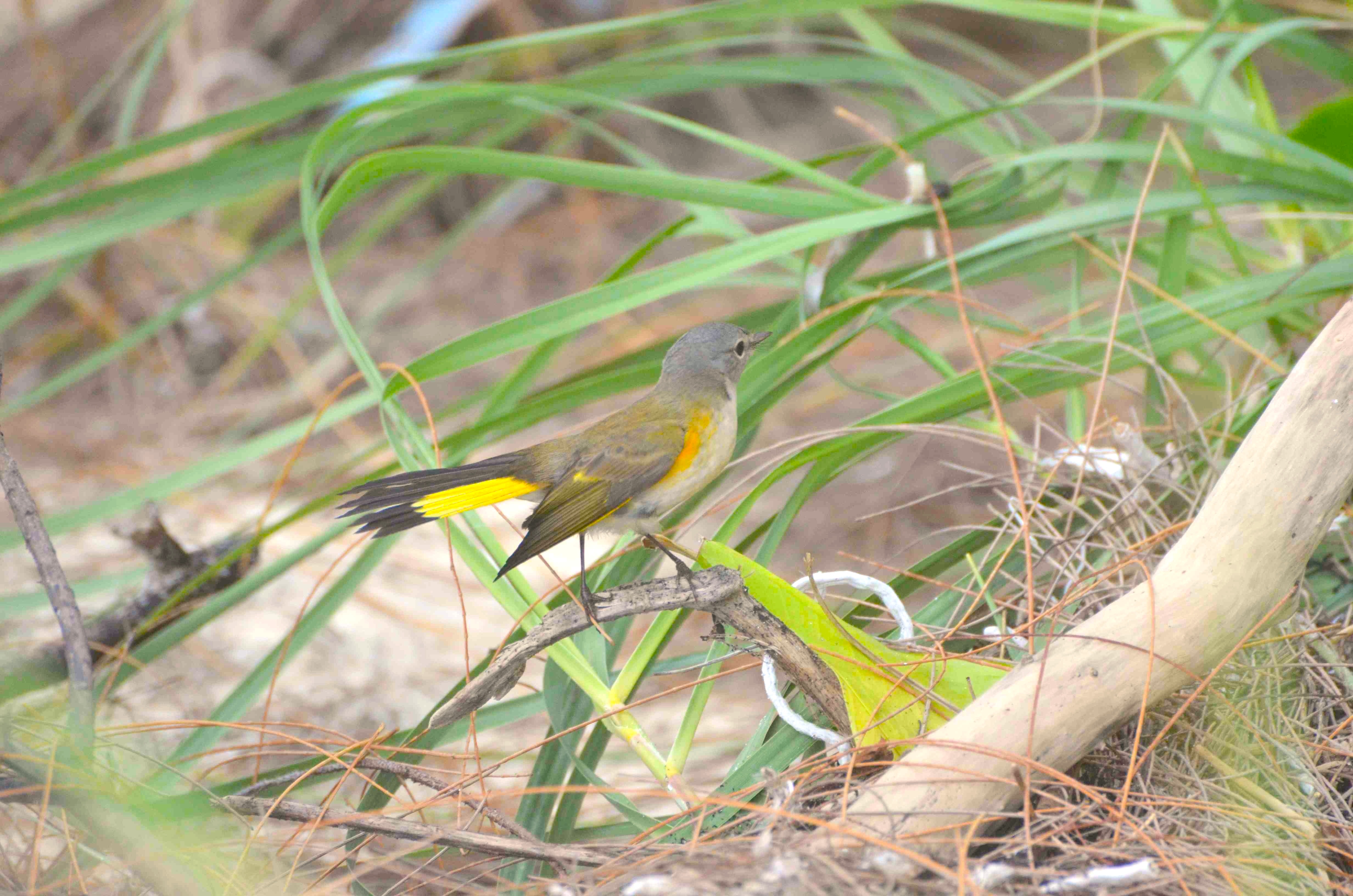American Redstart (f), Abaco 1 (Charles Skinner)