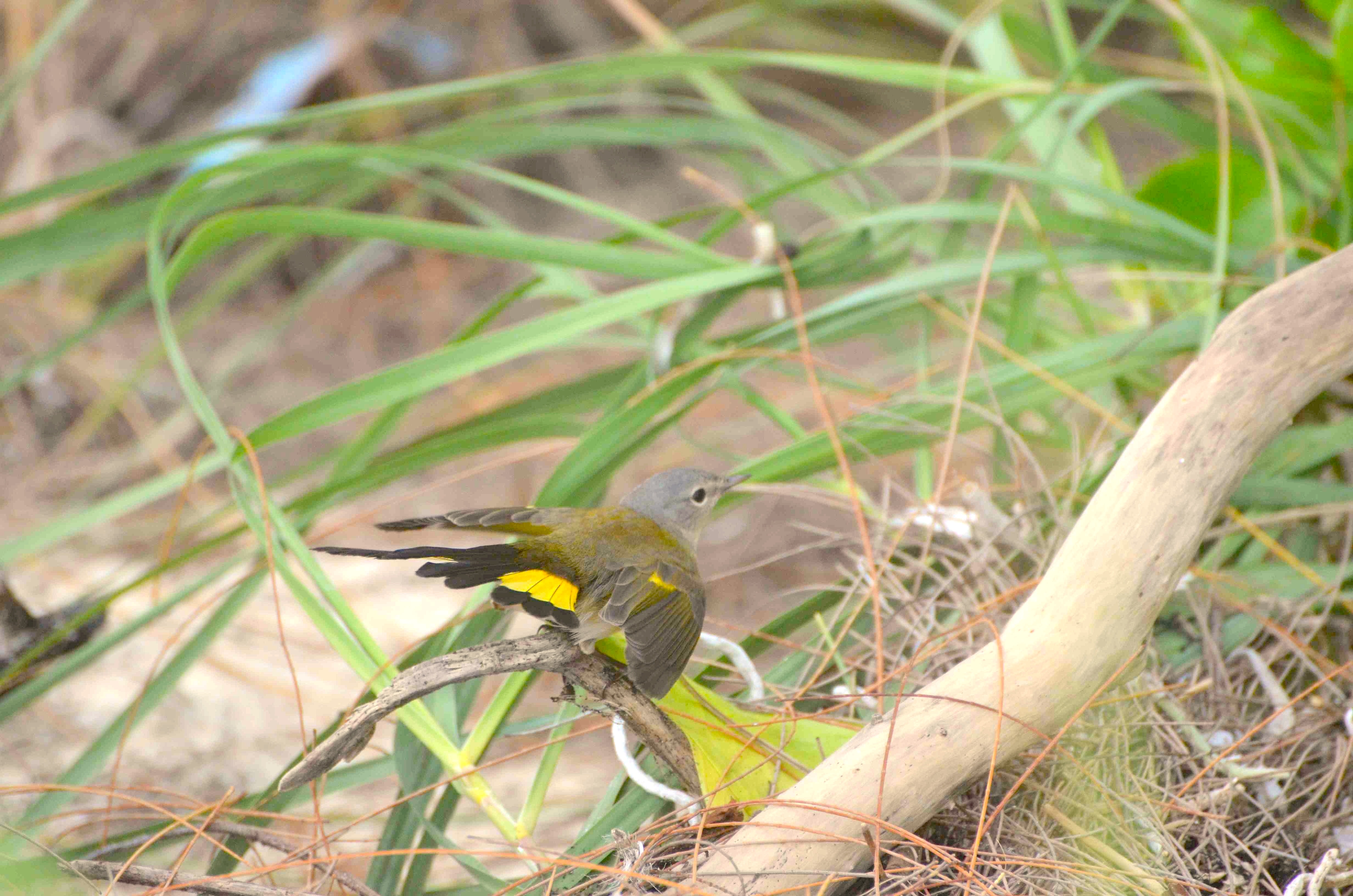 American Redstart (f), Abaco 2 (Charles Skinner)