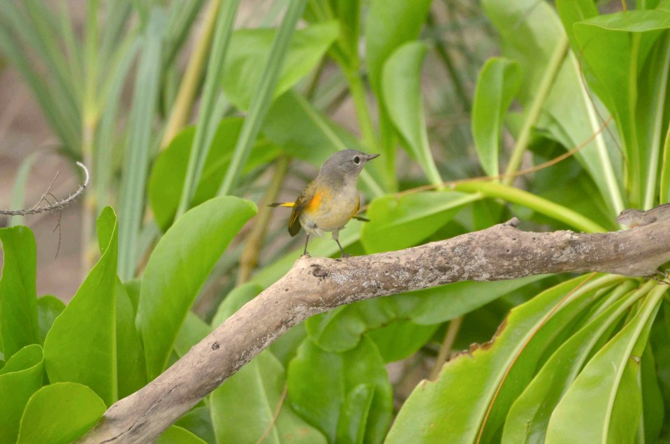American Redstart (f), Abaco 3 (Charles Skinner) 