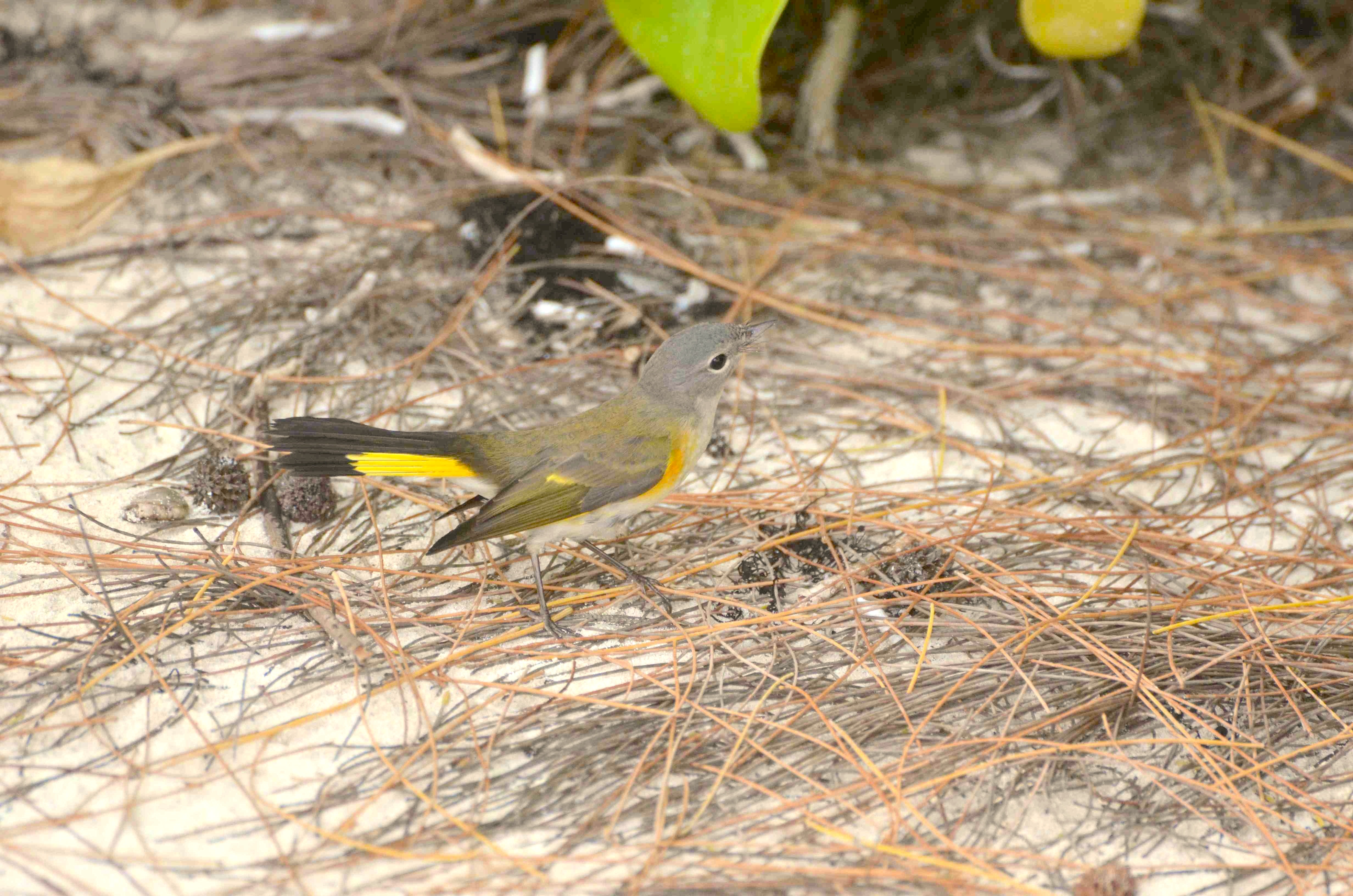 American Redstart (f), Abaco 5 (Charles Skinner)