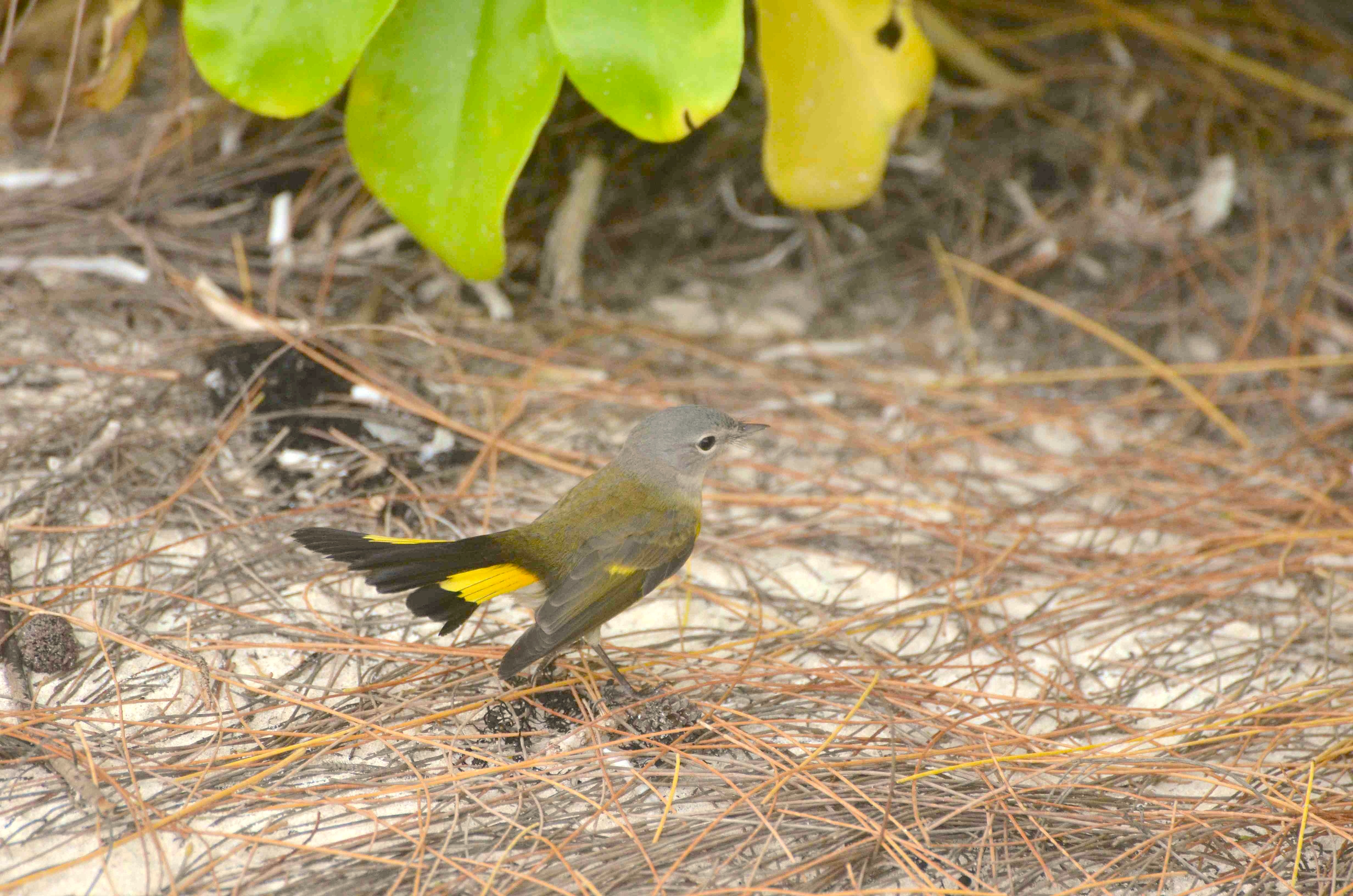 American Redstart (f), Abaco 6 (Charles Skinner)