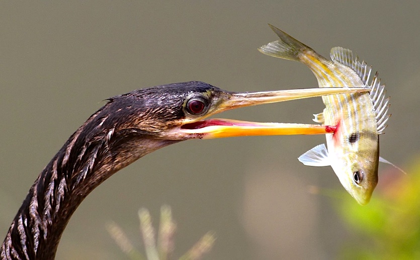 Anhingha with fish (Phil Lanoue)