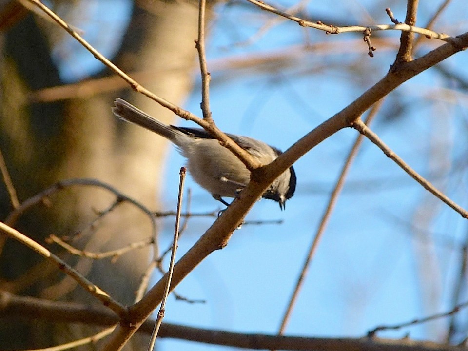 Black-capped Chickadee NYC