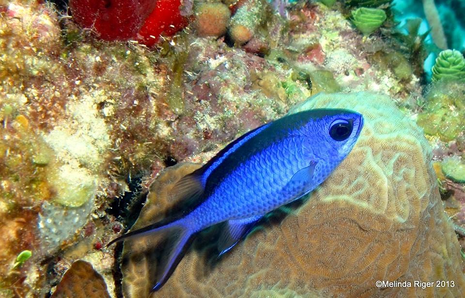 Blue Chromis ©Melinda Riger @ G B Scuba