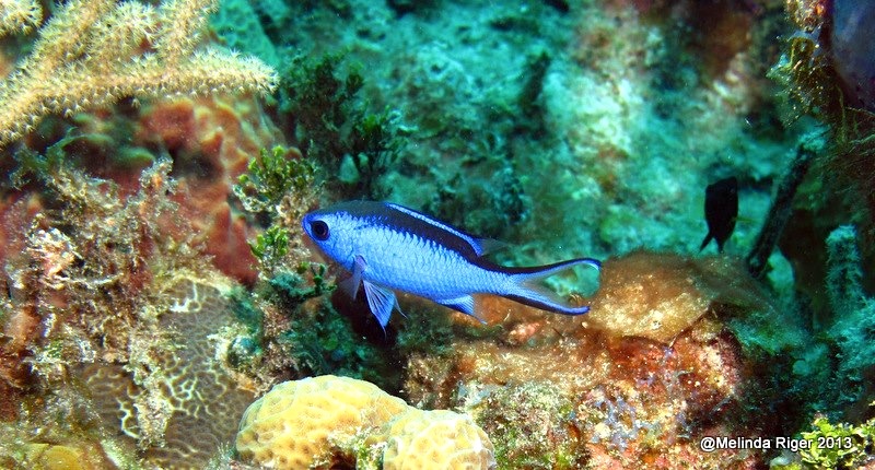 Blue Chromis ©Melinda Riger @ GB Scuba