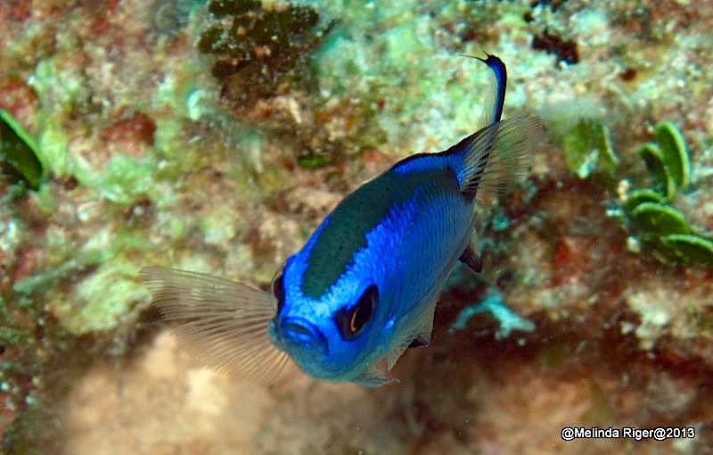 Blue Chromis ©Melinda Riger @ GB Scuba