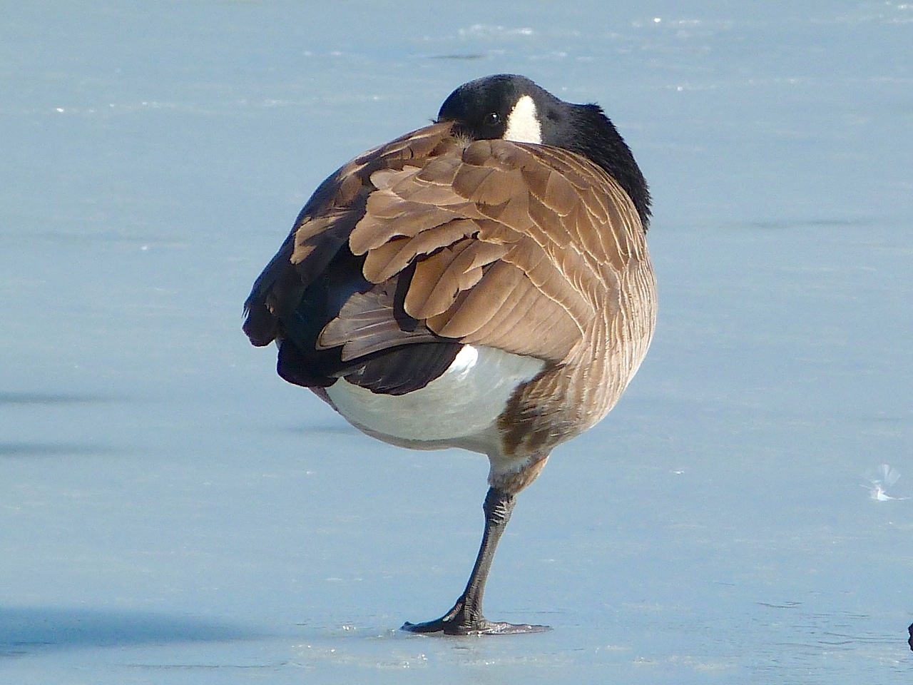 Canada Goose NYC Prospect Park