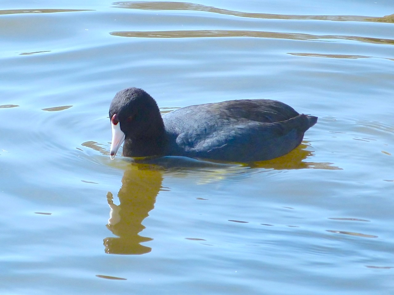 Coot NYC Central Park Harlem Meer