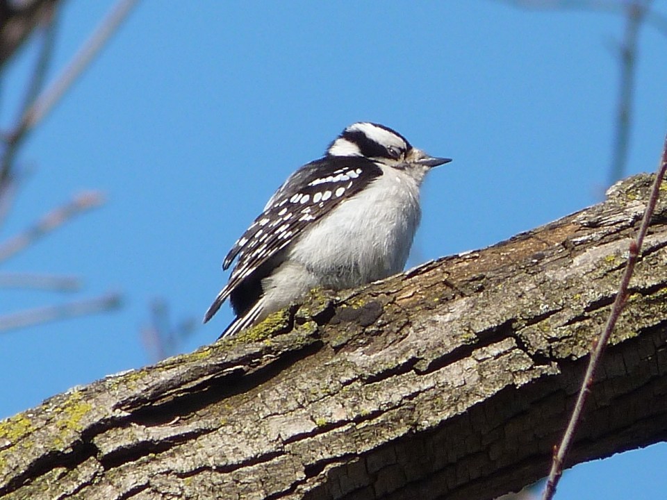 Downy Woodpecker 2 NYC