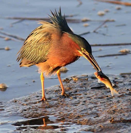 Green Heron with fish (Phil Lanoue)