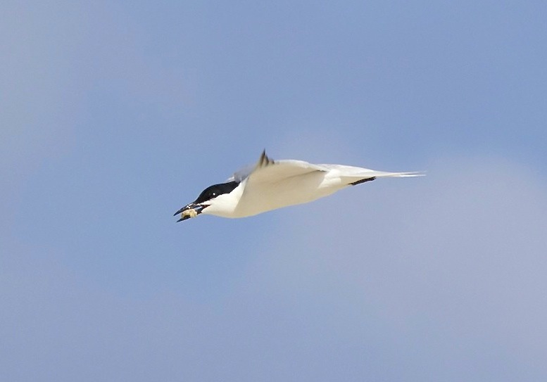 Gull-billed Tern, Abaco Bahamas (Alex Hughes)