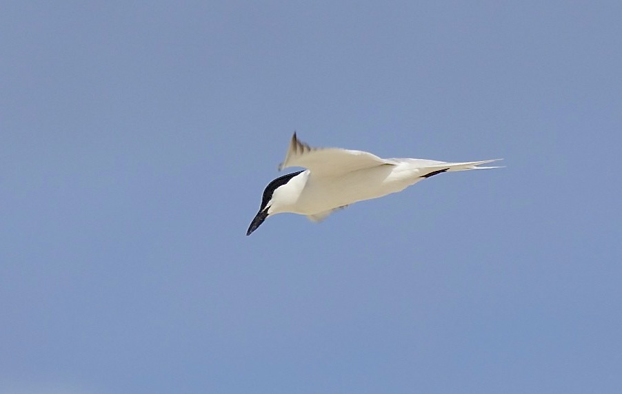 Gull-billed Tern, Abaco (Alex Hughes) 02