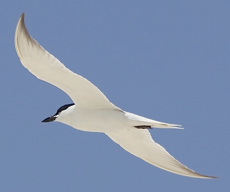 Gull-billed Tern, Abaco (Alex Hughes) 04