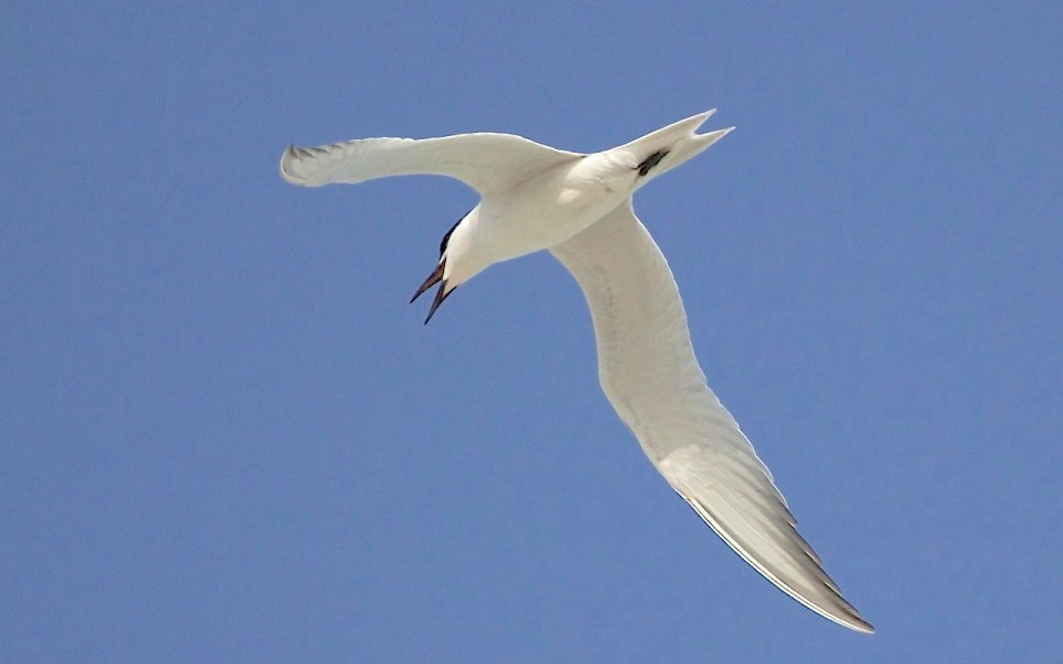 Gull-billed Tern, Abaco (Alex Hughes) 05