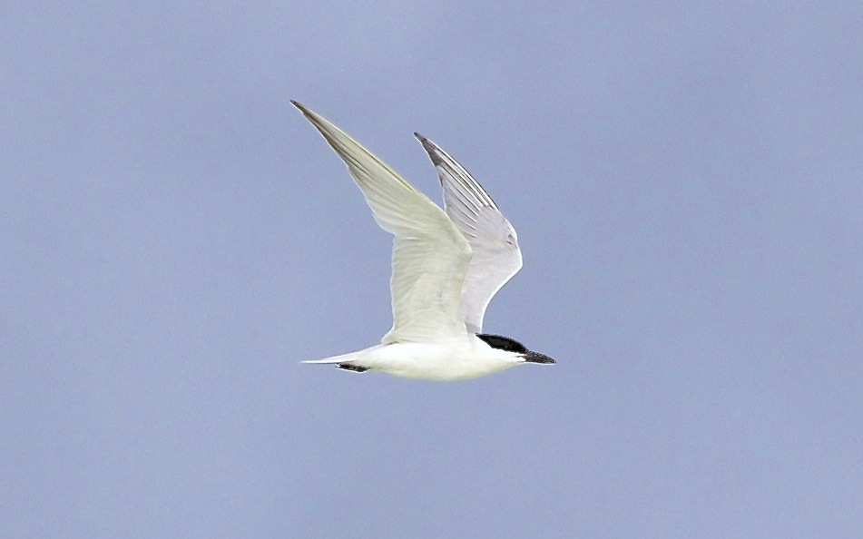 Gull-billed Tern, Abaco (Alex Hughes) 11
