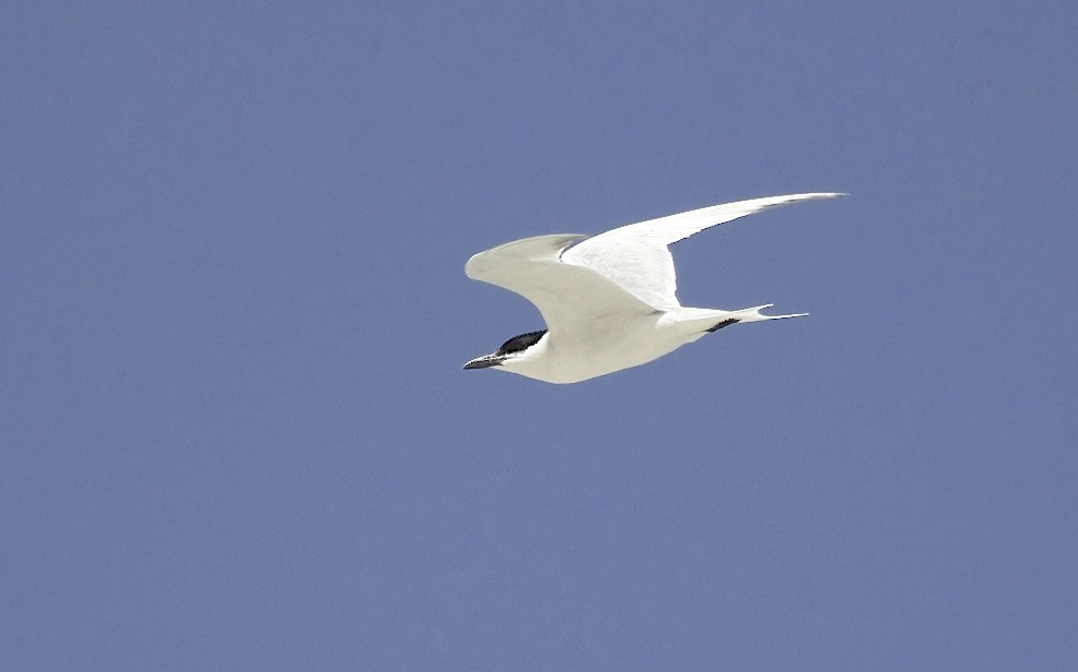 Gull-billed Tern, Abaco (Alex Hughes) 12