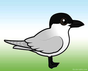 gull-billed-tern