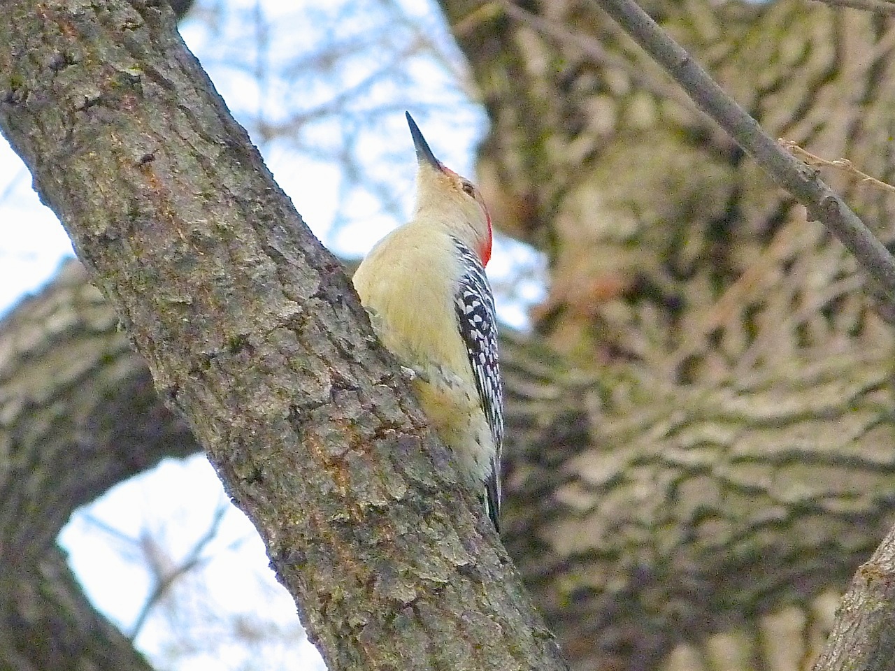 Hairy Woodpecker NYC The Ramble Central Park