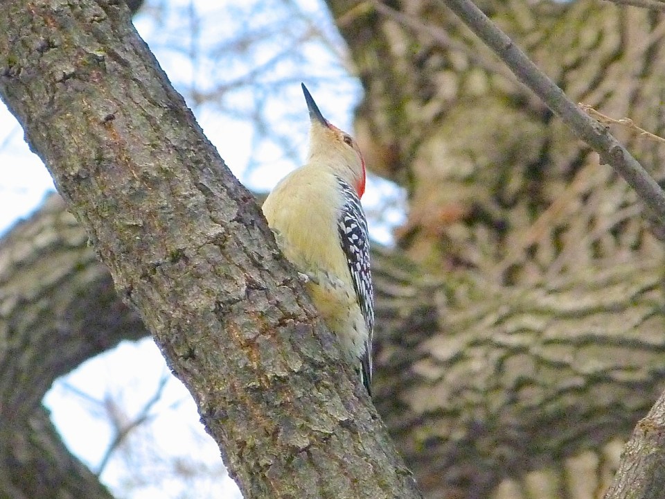 Hairy Woodpecker NYC The Ramble Central Park