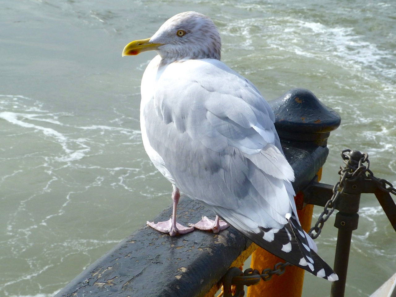 Herring Gull NYC 2 Staten Island Ferry