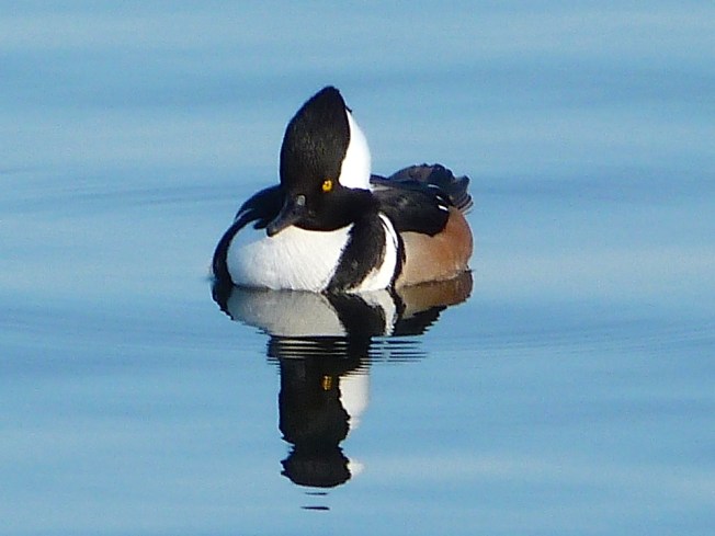 Hooded Merganser (m) NYC JKO Reservoir